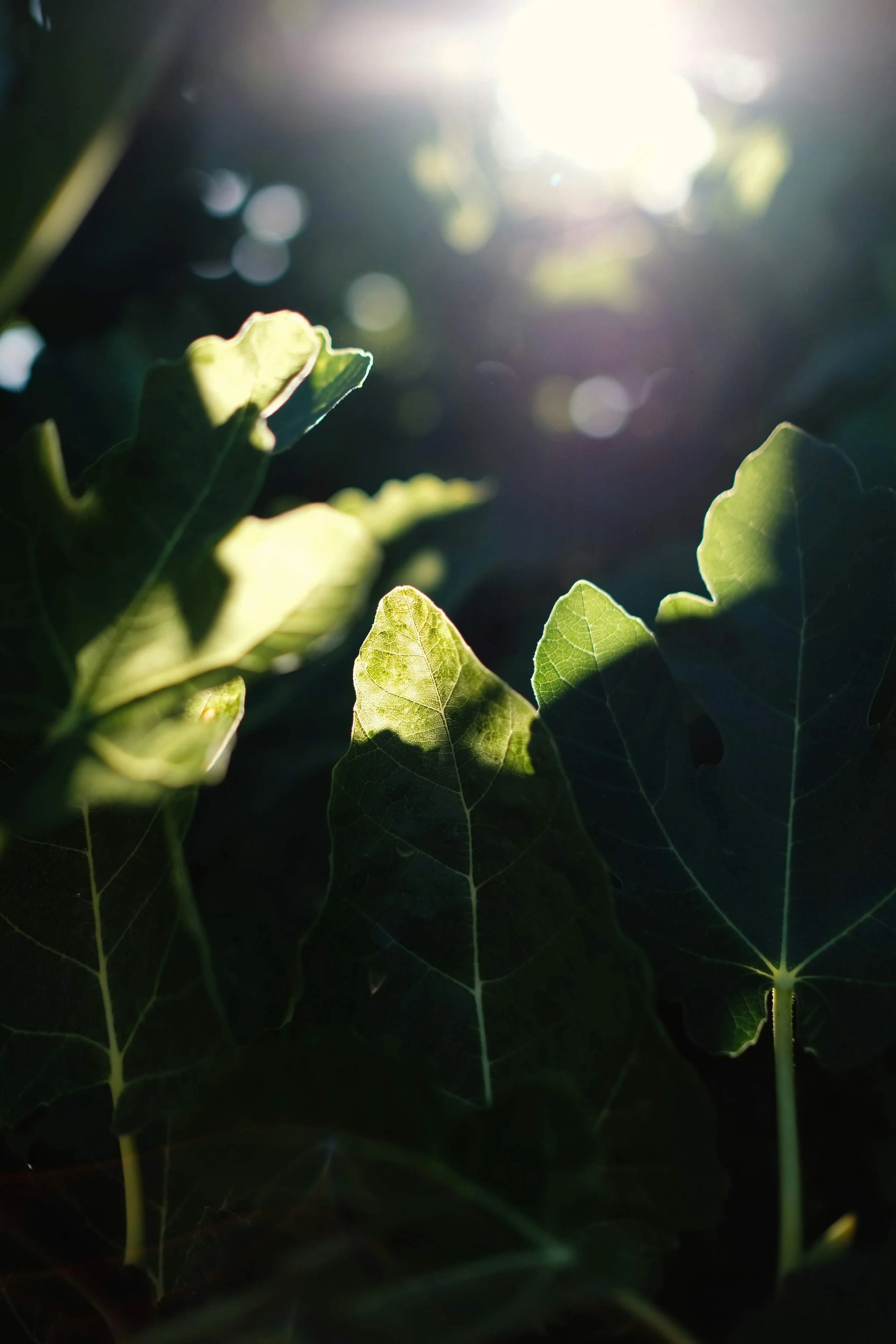 Sunlight shining on green leaves
