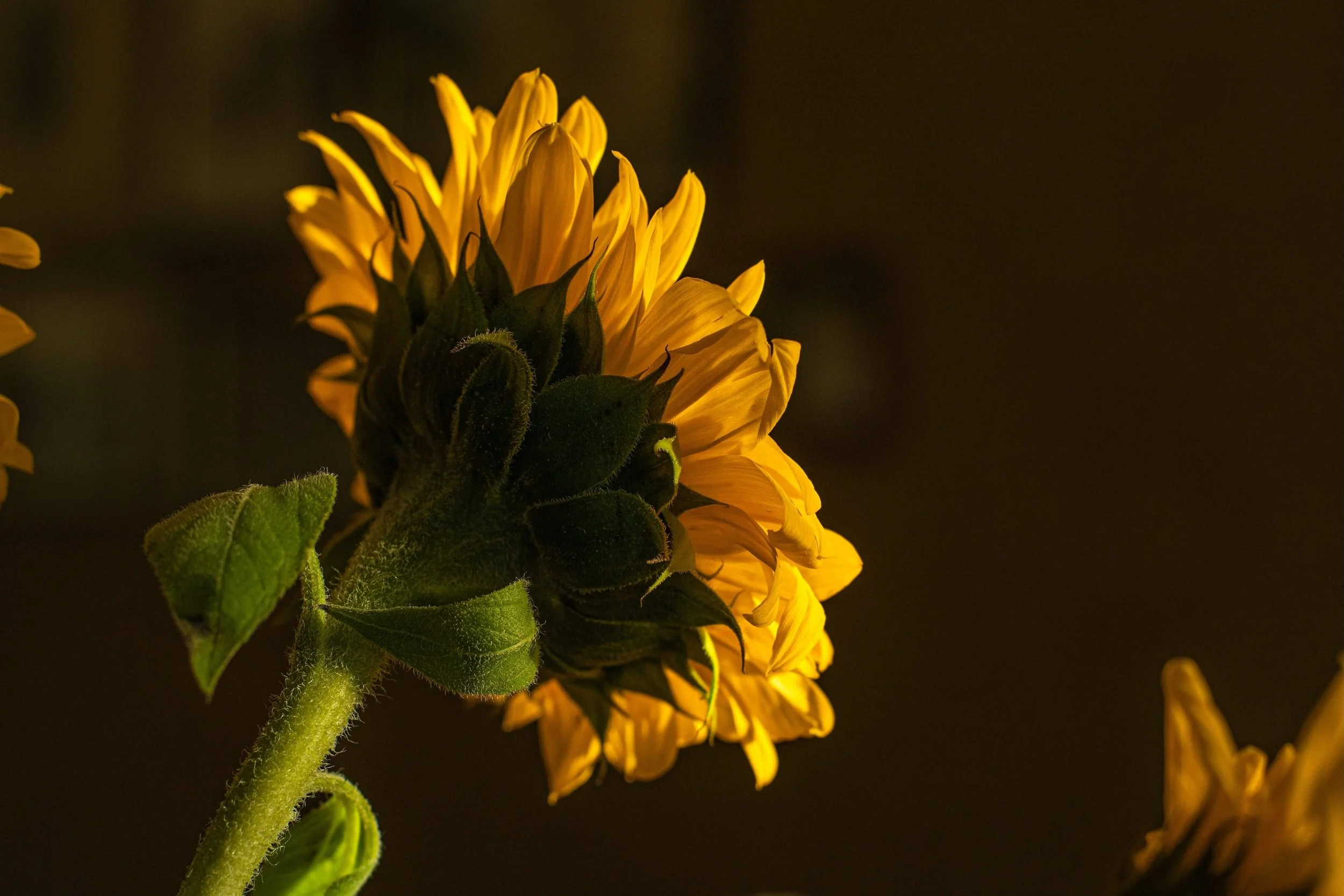 The back of a sunflower over a dark background