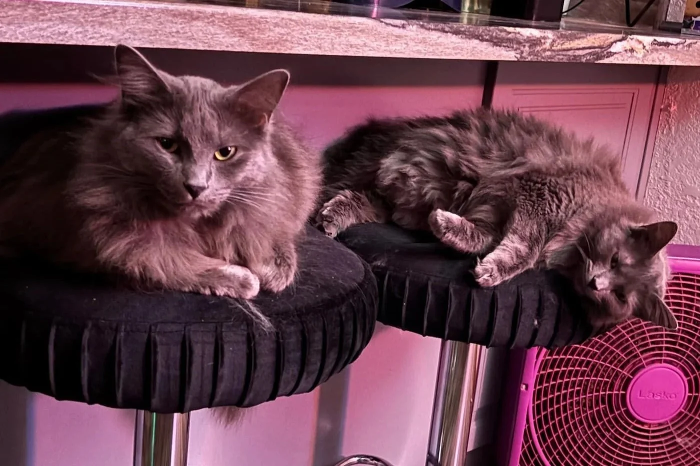 Two long-haired gray cats resting on black cushioned perches, with one larger cat on the left looking forward and another next to it looking downward, with a pink fan visible in the background.
