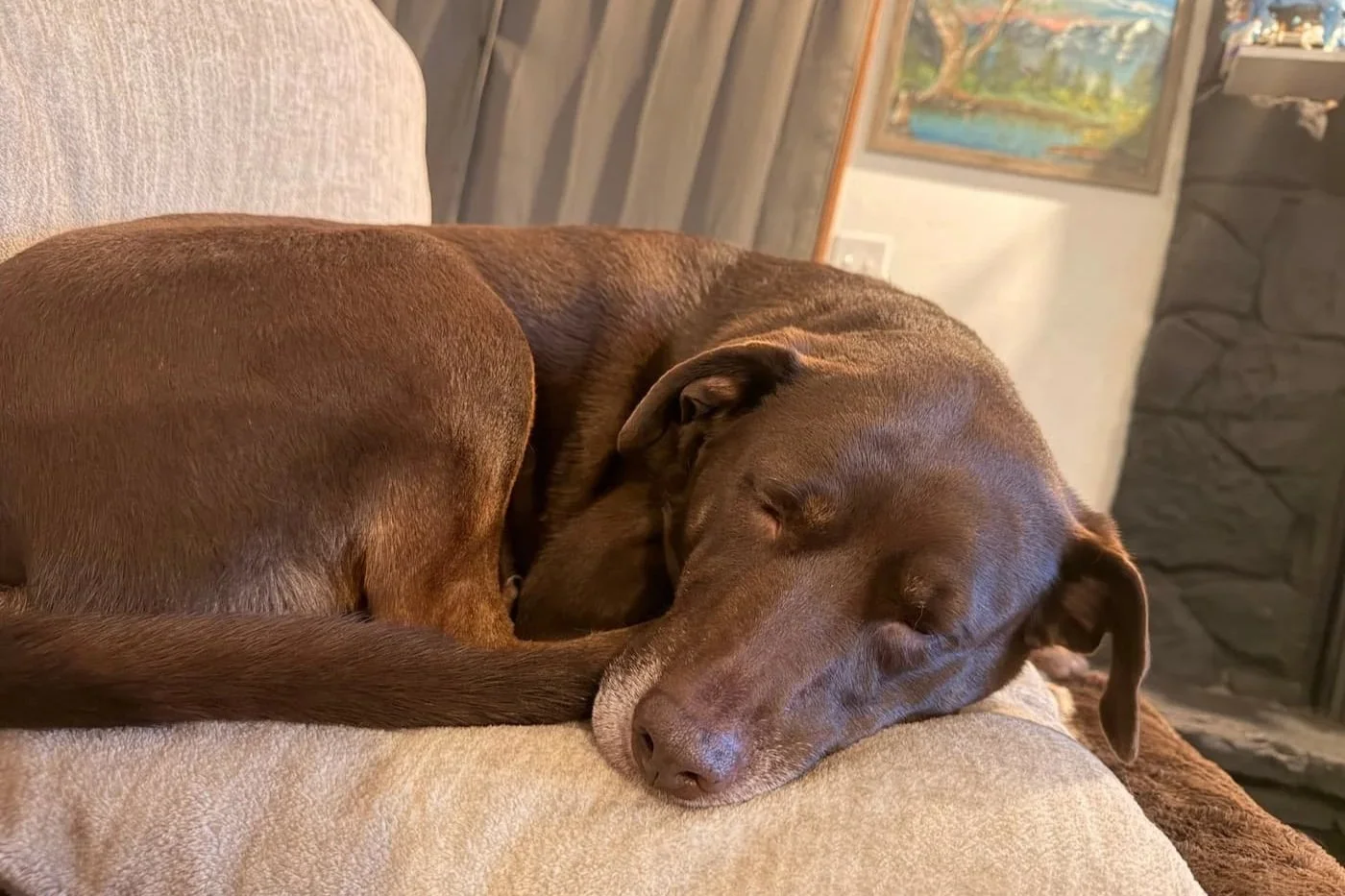 A brown dog sleeping curled up on a beige couch.