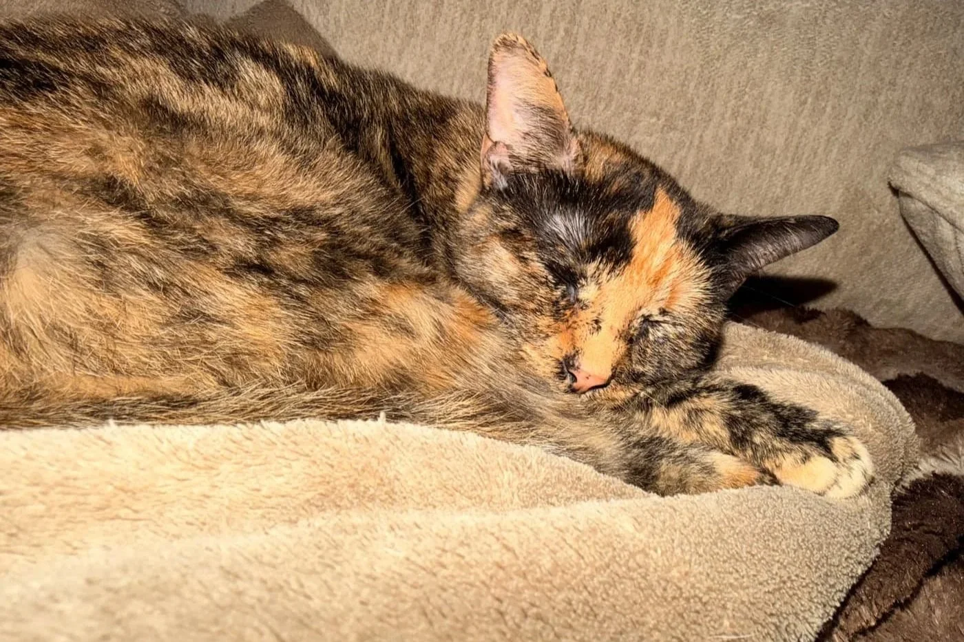 A calico cat sleeping on a beige blanket.