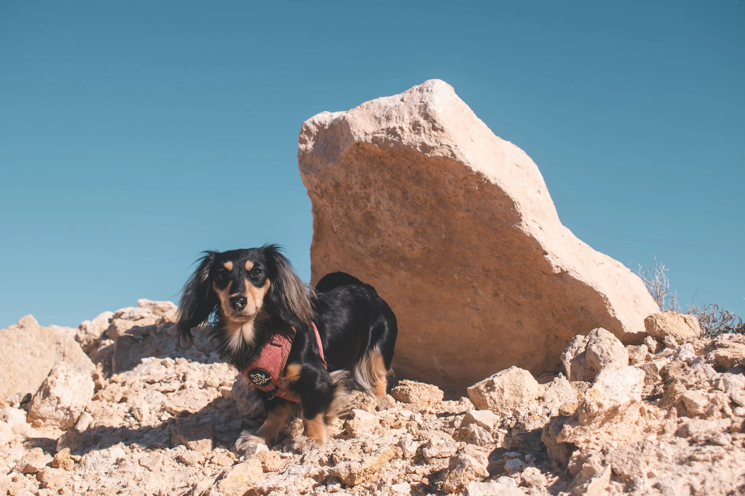 Why fulfilling your dog is actually important and not just an instagram trend