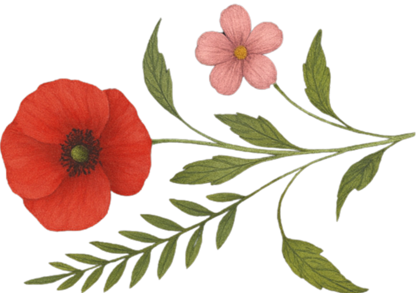 Illustration of a red poppy flower, a pink flower, and green leaves and stems.