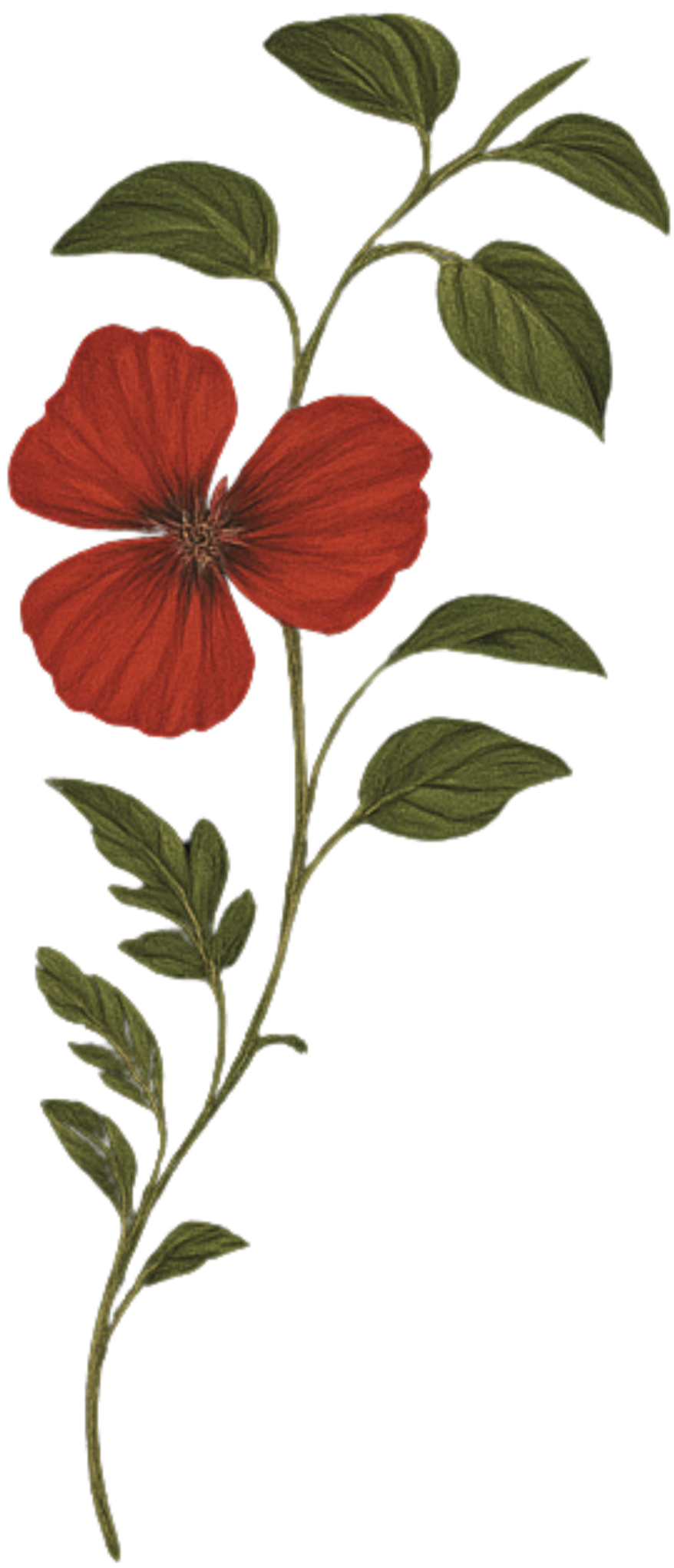 A botanical illustration of a red flower with five petals and green leaves along a stem.