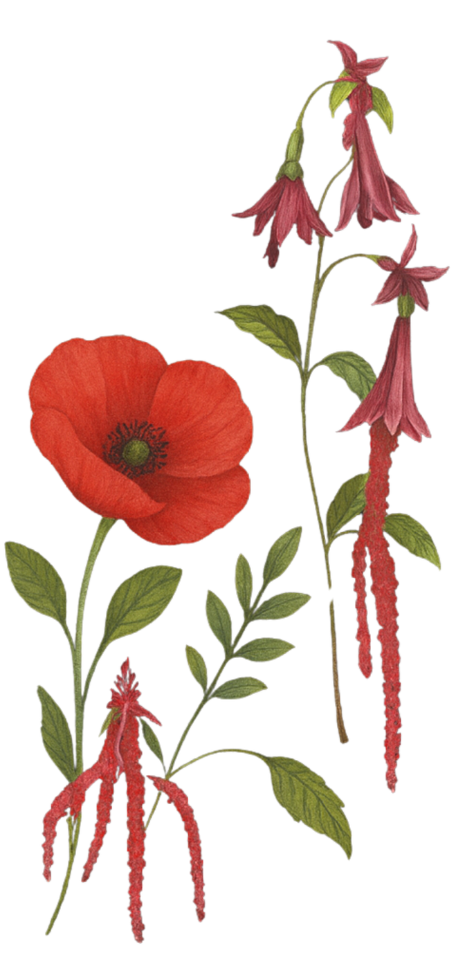 Illustration of two red flowers with green leaves on black background.