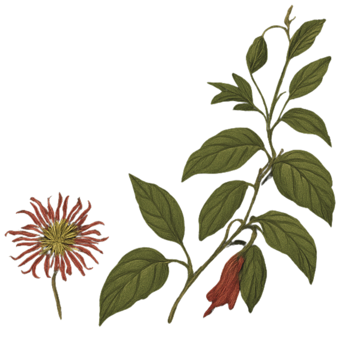 A botanical illustration of a flowering plant with green leaves, a pinkish-red flower with long, thin petals, and a reddish, bell-shaped flower.