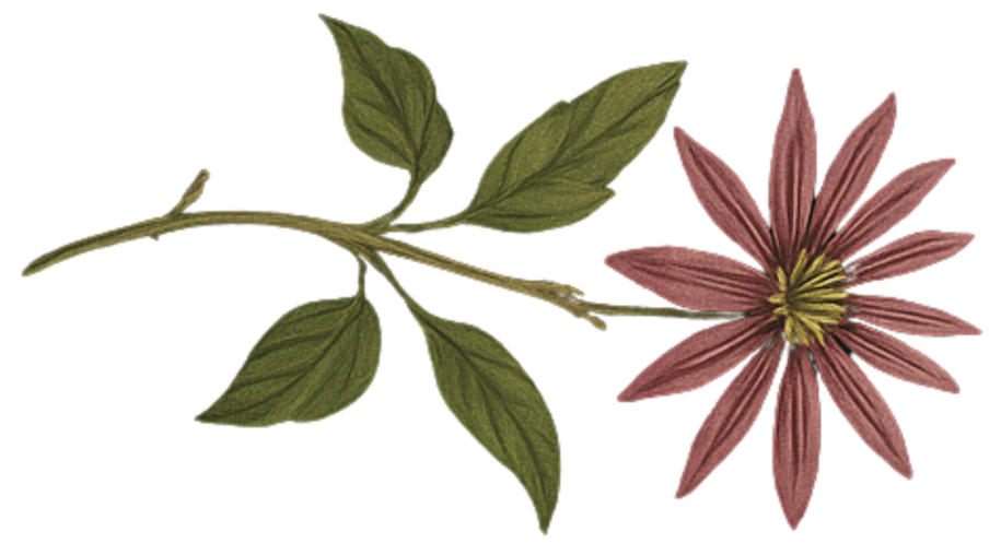 A botanical illustration of a branched stem with green leaves and a large pinkish flower with long petals.