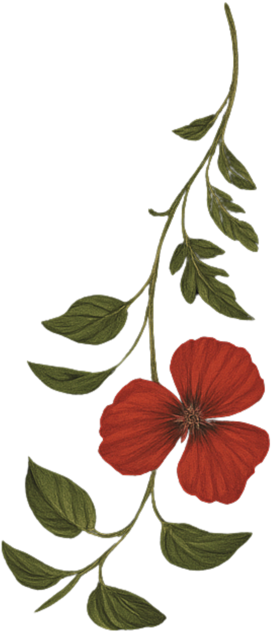 A botanical illustration of a red flower with five petals, attached to a green stem with multiple green leaves.
