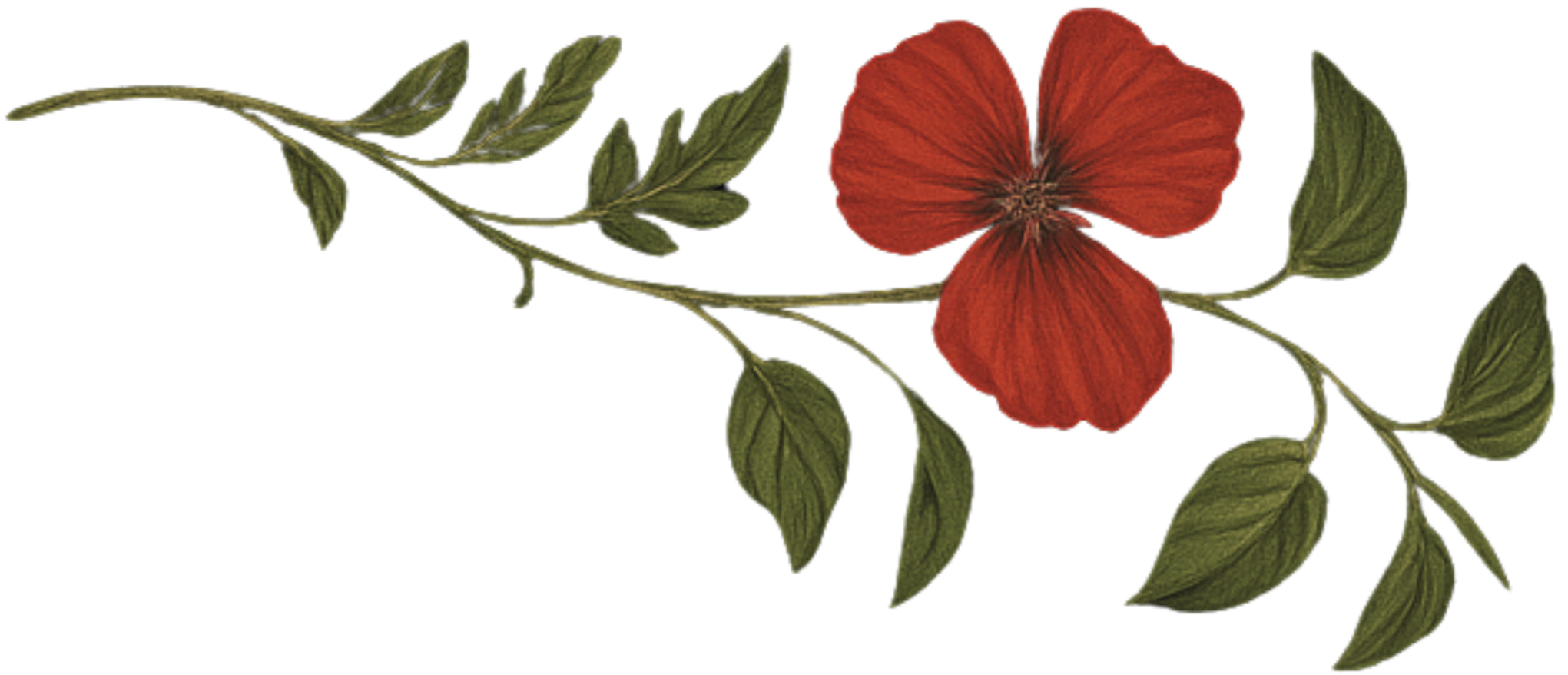 A botanical illustration of a red flower with green leaves and stems.