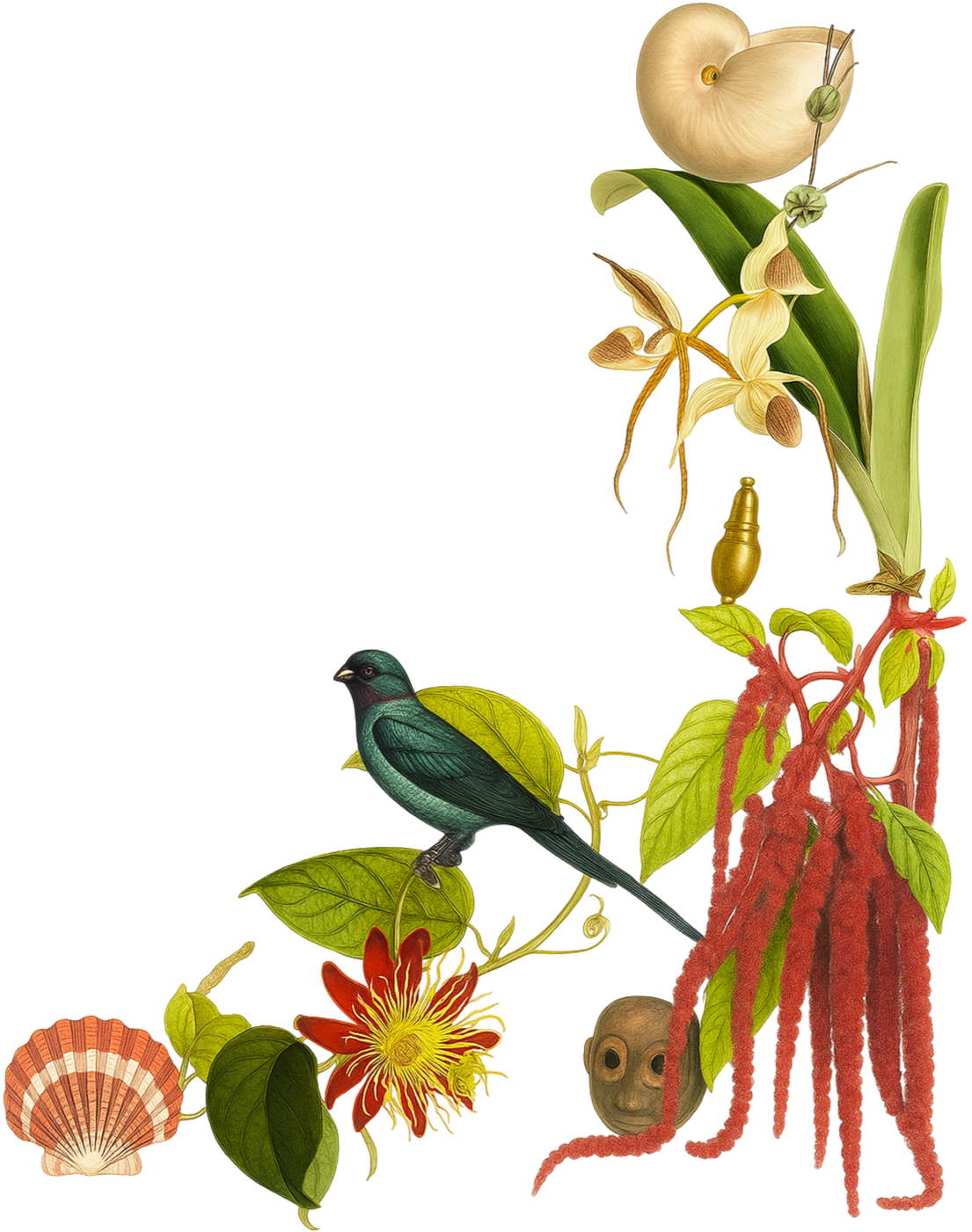 Illustration of various natural elements including a shell, a flower, a bird, a human skull, and plant roots and leaves.