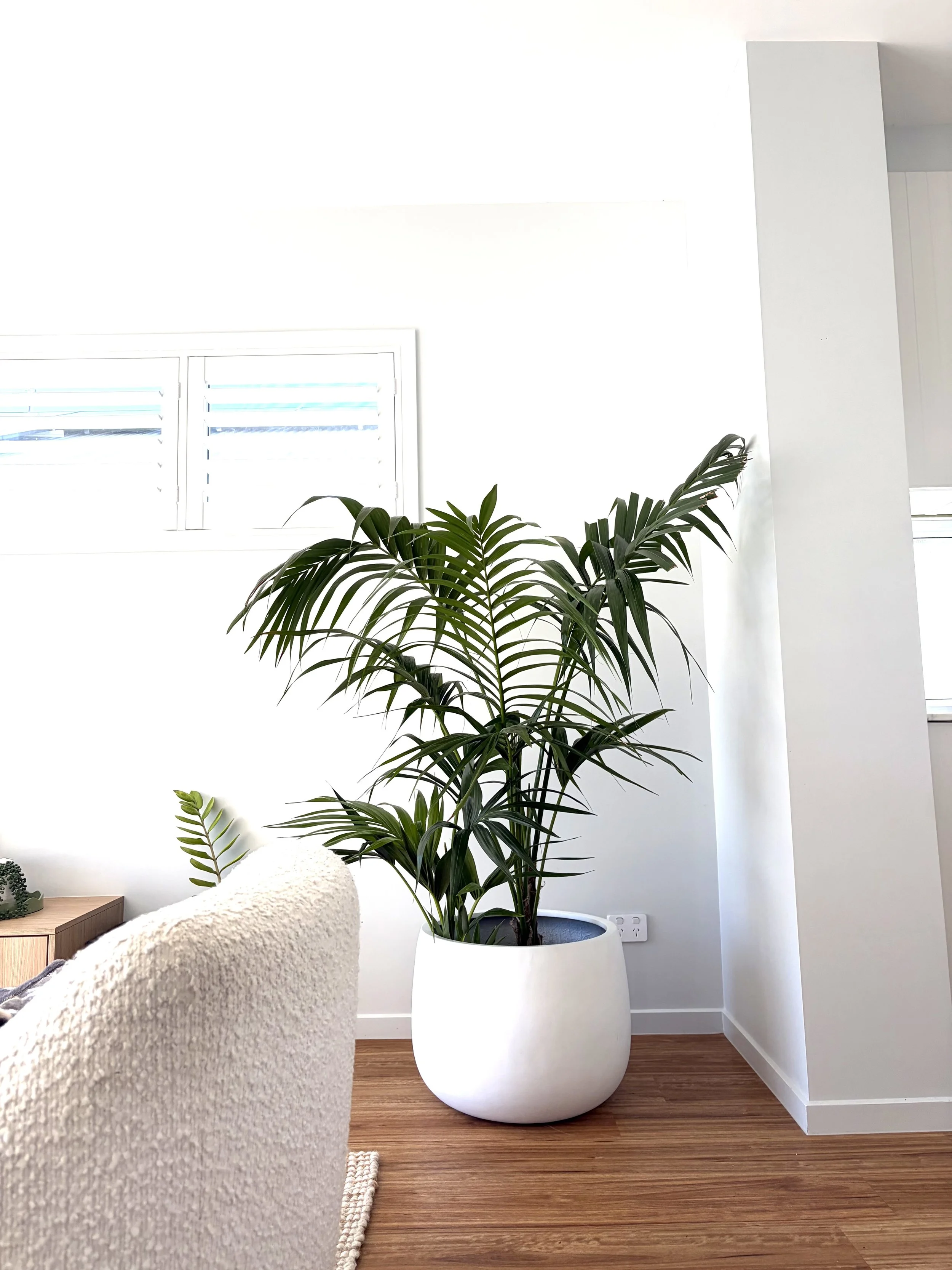 A large indoor potted plant with long green leaves in a white pot, placed near a wall with a window, in a modern room with wooden flooring and minimalist decor.
