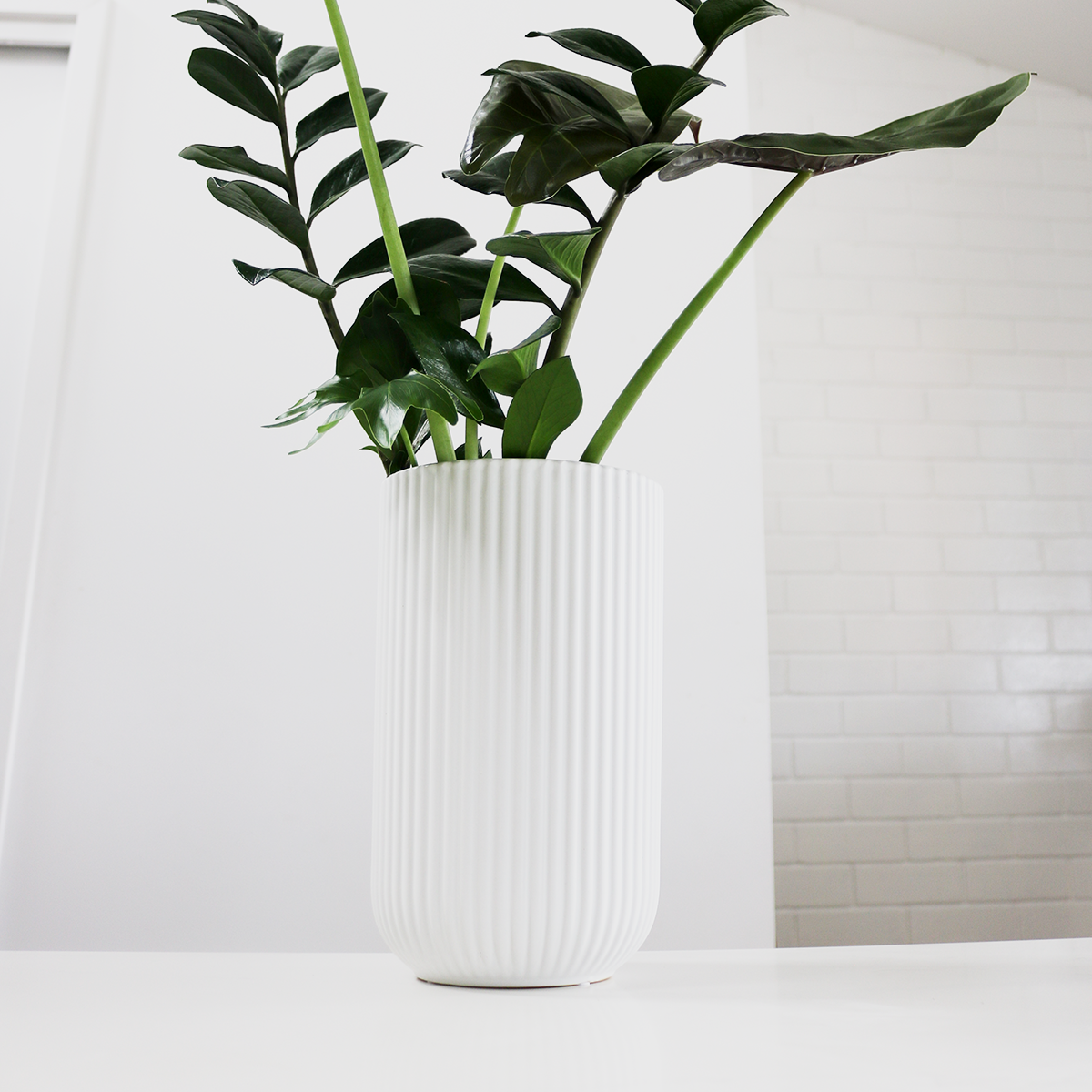 Monstera+in+Oversized+White+Vase+Verdant+Curio+Indoor+Tropical+Greenery_good_verdant_7964.png