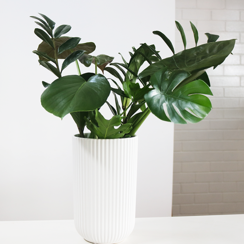 +hero+Tropical+indoor+plant+mix+in+a+white+vase+from+the+iki+%2B+moss+Verdant+Curio+Series%2C+a+long-lasting+alternative+to+floristry+for+modern+interiors+good+white.png