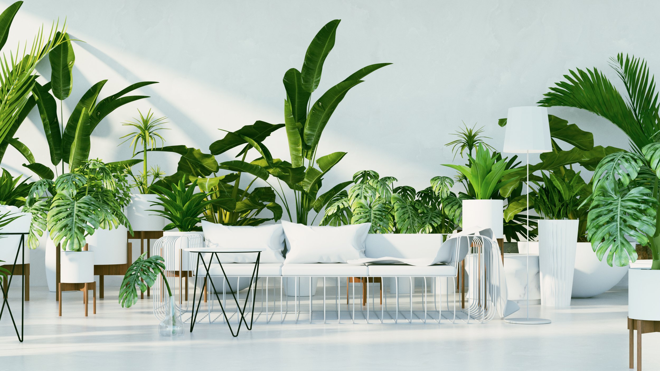Top 10 Indoor House Plants for Sunshine Coast Homes &amp; Workspaces