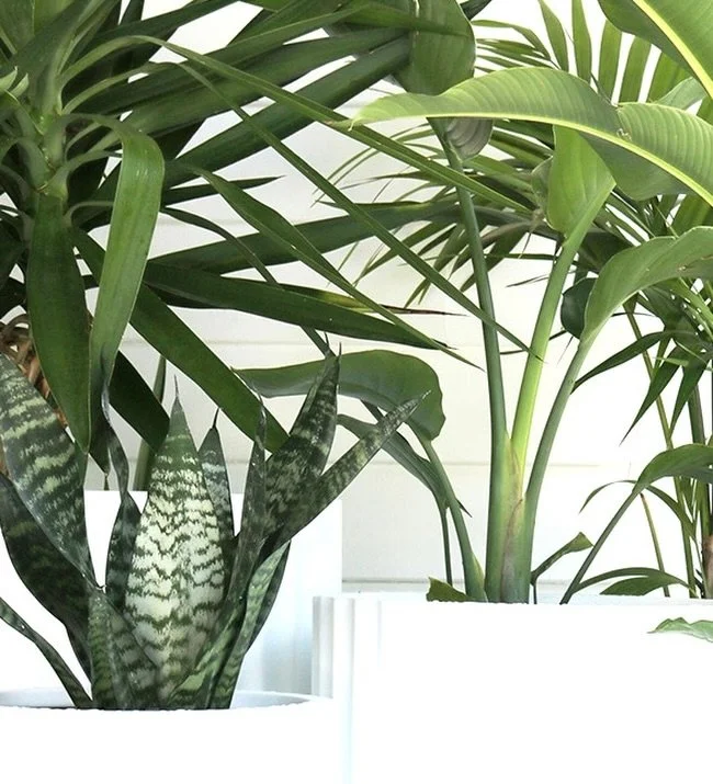 🌱 Discover the art of living greenery with iki + moss

Shop is live! ✨

Place your order before 22 December for guaranteed Christmas delivery across the Sunshine Coast.

#IkiAndMoss #TheArtOfLivingGreenery #sunshinecoastbusiness #FibrestonePots #pla