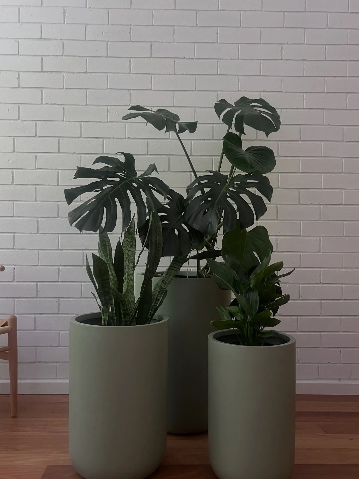 🌿 The Art of Living Greenery - iki + moss is taking a Christmas pause

Back January 2026 &mdash; wishing you a calm, green festive season 🌿

Orders placed after 23 December will be delivered from 5 January onwards. 

Thank you for your patience and