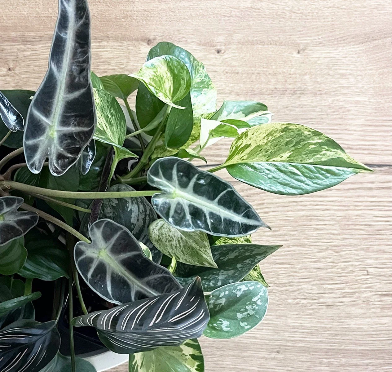 Meet iki + moss &mdash; The art of living greenery. 🌿

A local Sunshine Coast business, lovingly grown and creatively curated in Moffat Beach.

At iki + moss, we create bespoke plant pieces for Sunshine Coast homes, businesses, and workspaces. From 