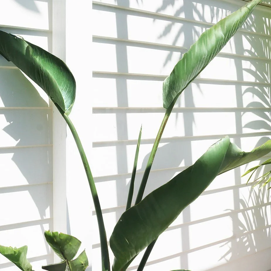 #PlantStyling 🌿 meet the iki and moss bird of paradise (nicolai) 🌿

bold. sculptural. effortlessly tropical. perfect for sunshine coast homes &amp; workspaces, indoors or out.

✨ care made easy: bright light, moderate watering, wipe leaves &amp; oc