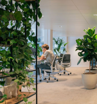 Why Hiring Plants Makes Sense for Your Sunshine Coast Business