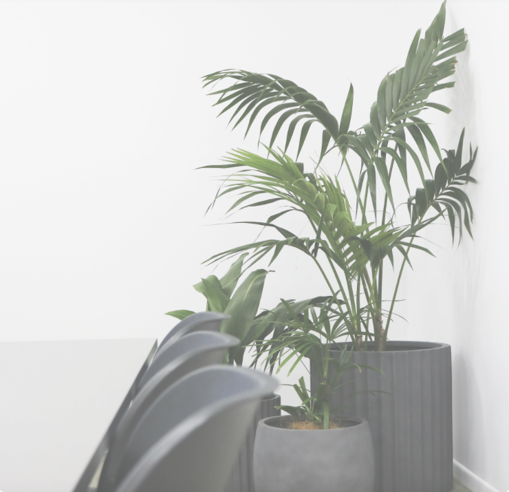 Why Hiring Plants Makes Sense for Your Sunshine Coast Business