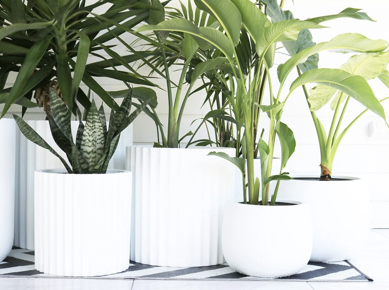 Why Fibrestone Pots Are Perfect for Sunshine Coast Homes &amp; Gardens