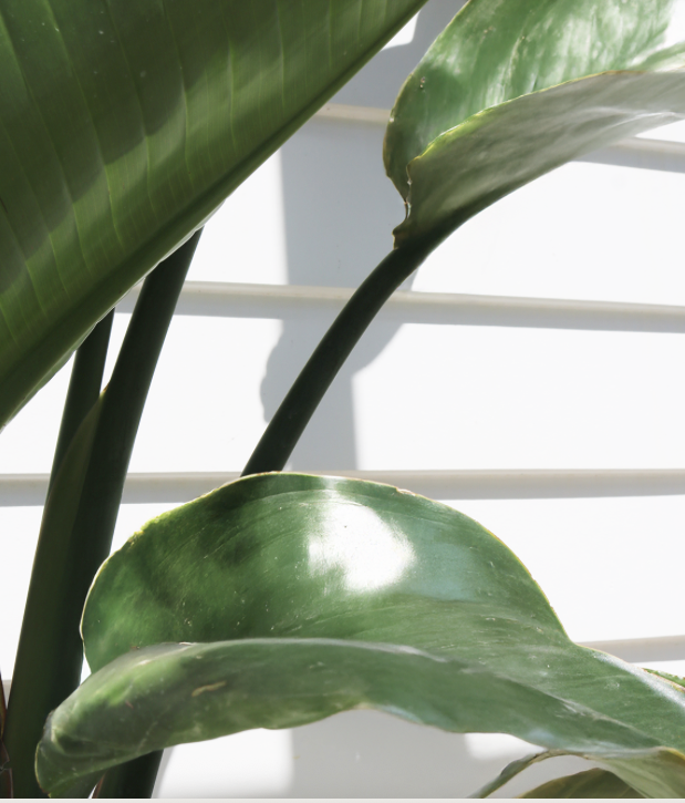 Top 10 Indoor House Plants for Sunshine Coast Homes &amp; Workspaces