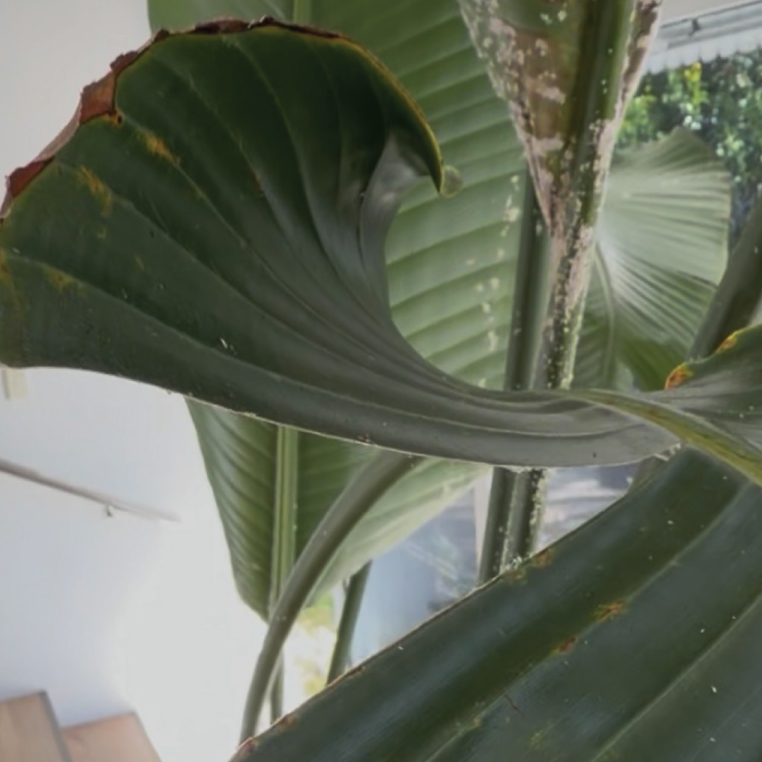 How to Treat Mealybugs on a Bird of Paradise (And Keep Them Gone)
