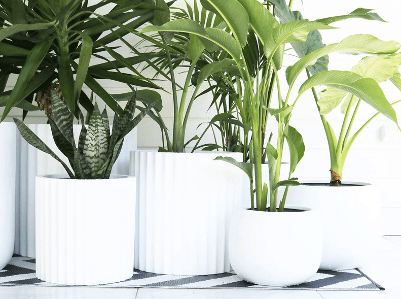 Collection of white fluted and round planters with mixed greenery