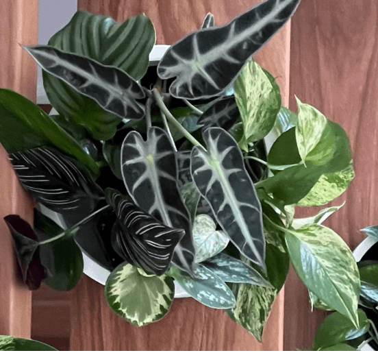 curation of tropical plants in island jungle