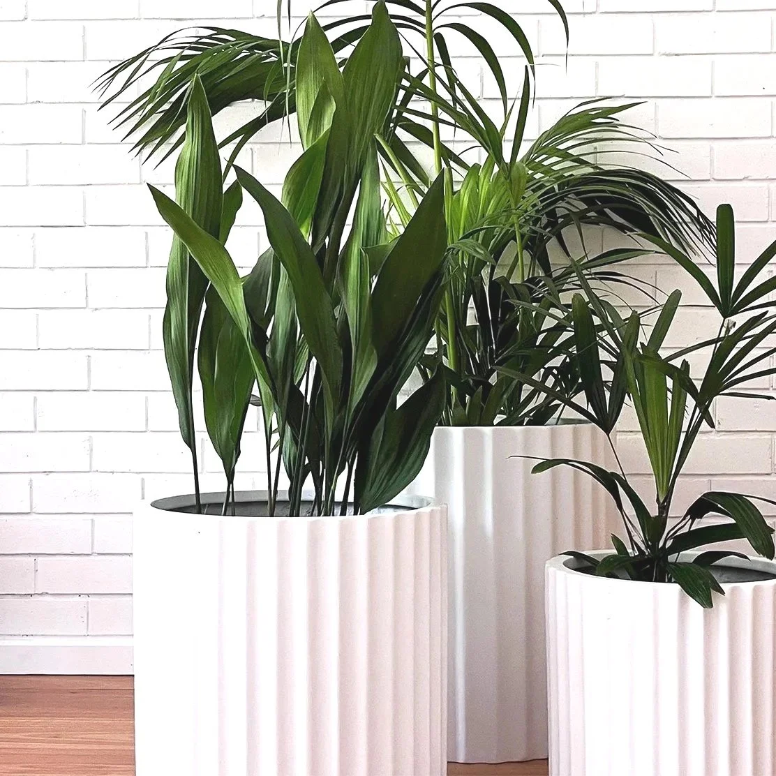 Stripe Indoor Pot & Plant Collection (set of 3 Pots + 3 Plants)