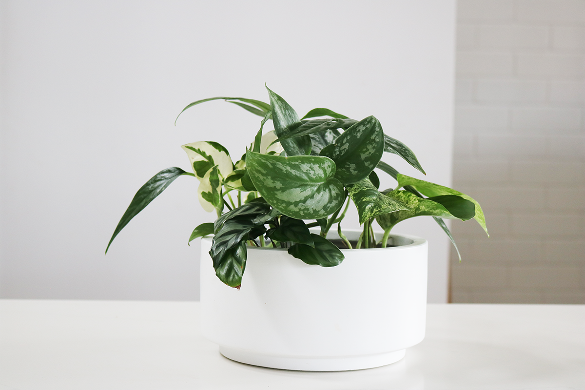 Small Island Jungle Curation - Tropical Greenery for Your Home