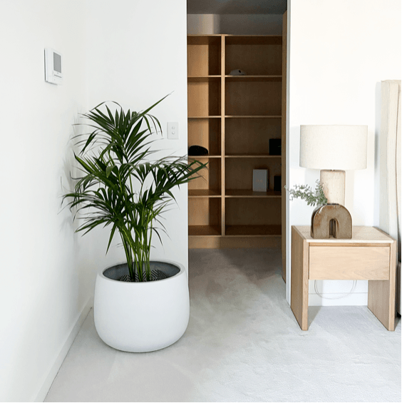 Interior of a modern room with a large potted plant, a wooden nightstand with a lamp, and a built-in wooden bookshelf with a few items, including caps and framed pictures.