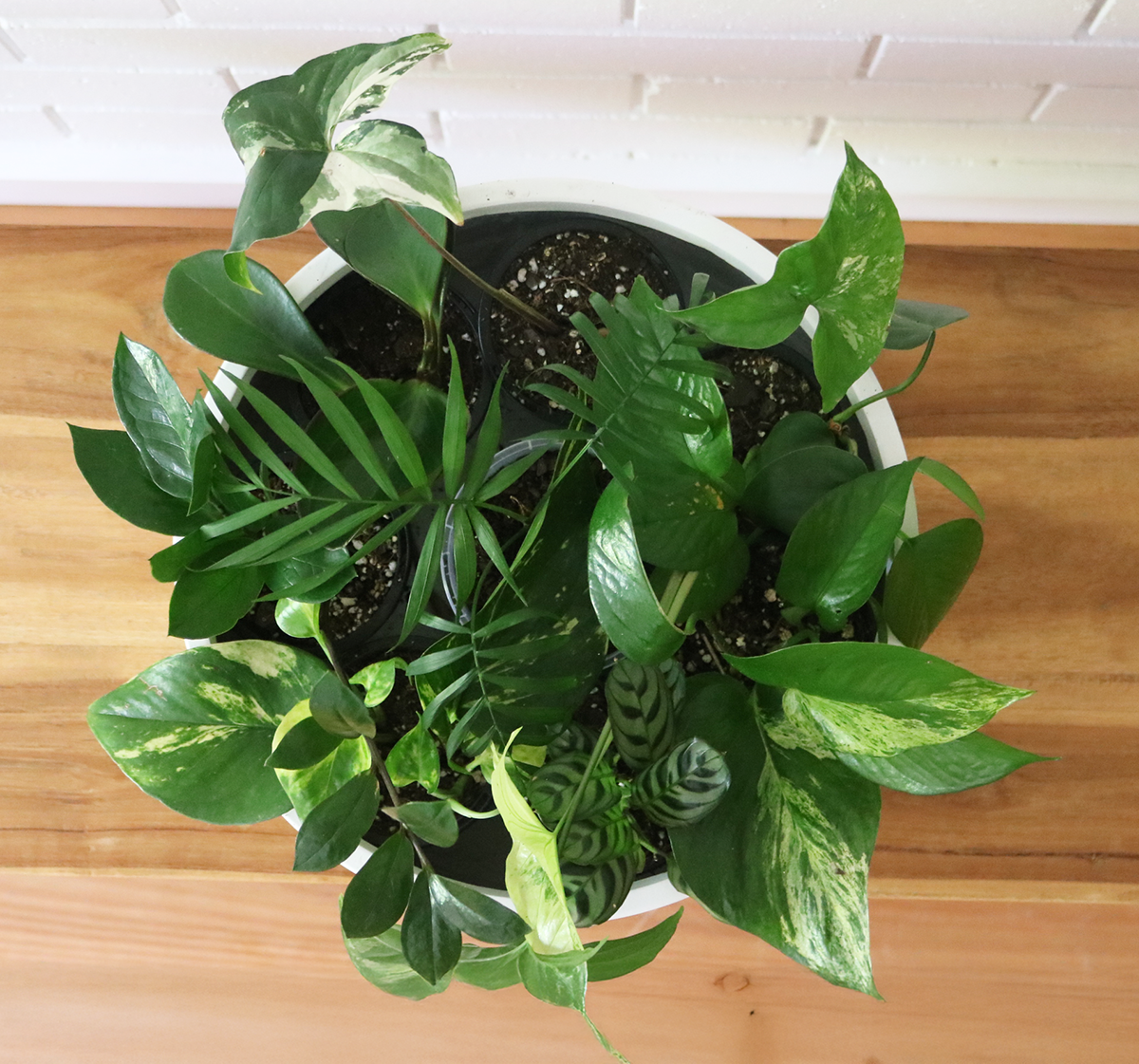 large jungle overhead.png