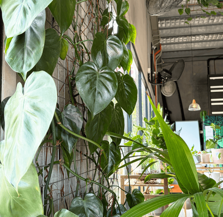 philodendron thriving on reo green wall