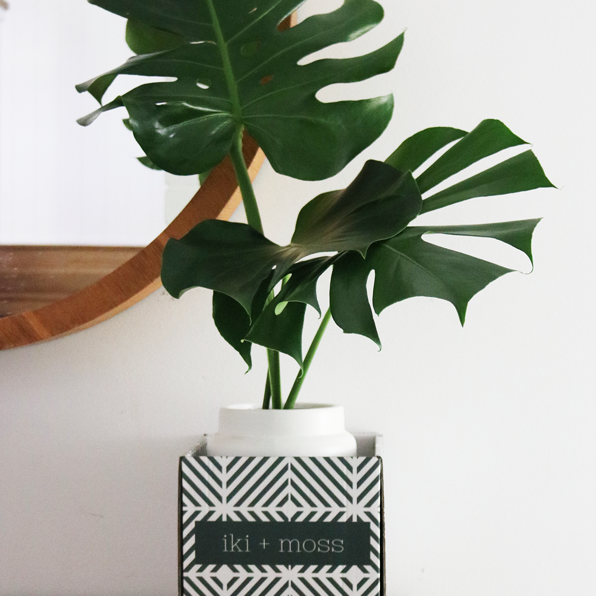 Monstera+in+Oversized+Modern+Vase+Verdant+Curio+Indoor+Greenery_good_verdant_7918.png