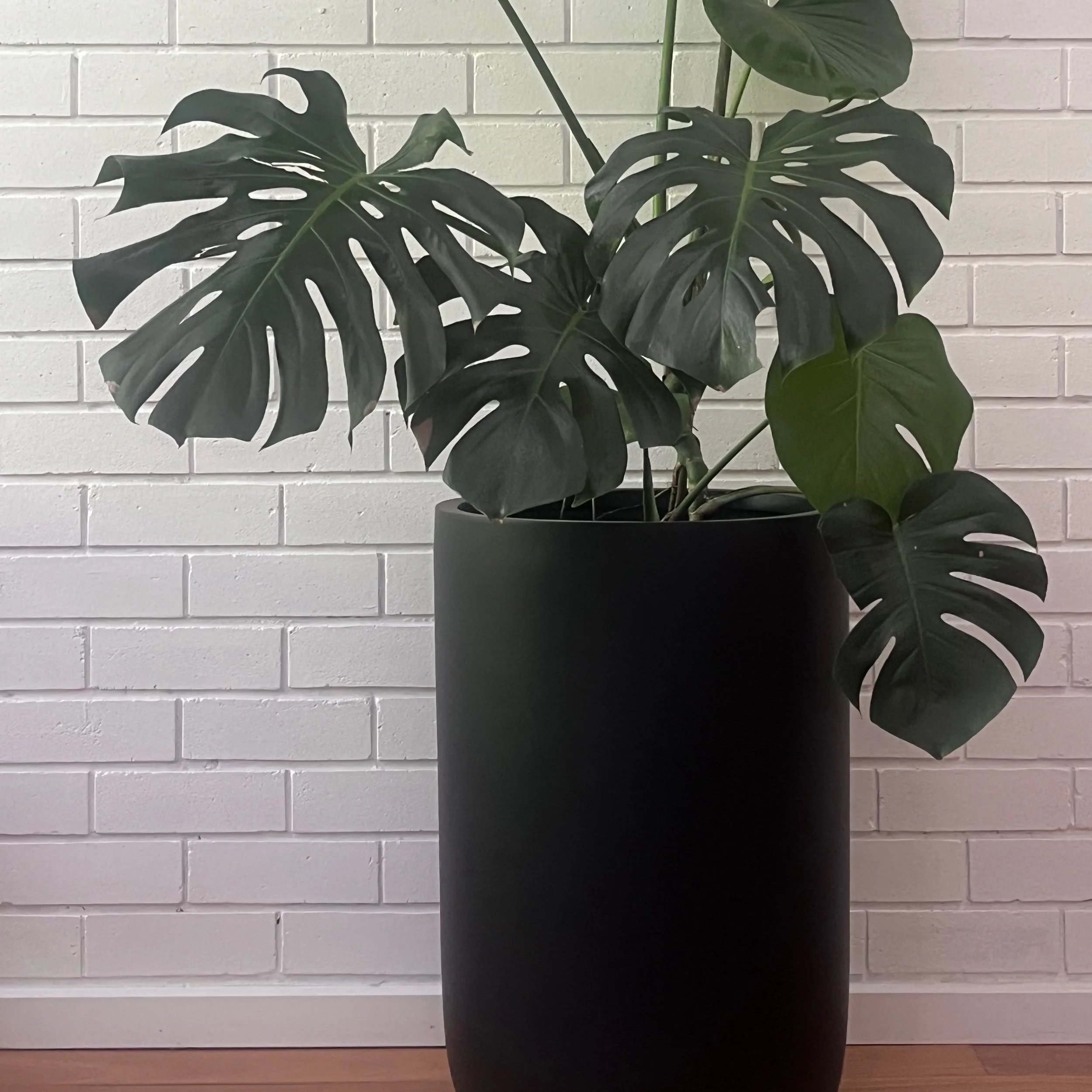 harmony_black_plant_3172.jpg