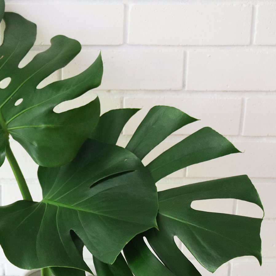 Monstera+in+Oversized+Modern+Vase+Verdant+Curio+Indoor+Greenery_blog_good_verdant_7870.png