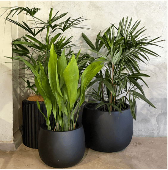 Two large potted indoor plants with green leaves, one in a black round pot and the other in a black ribbed pot, positioned against a textured wall on a concrete floor.