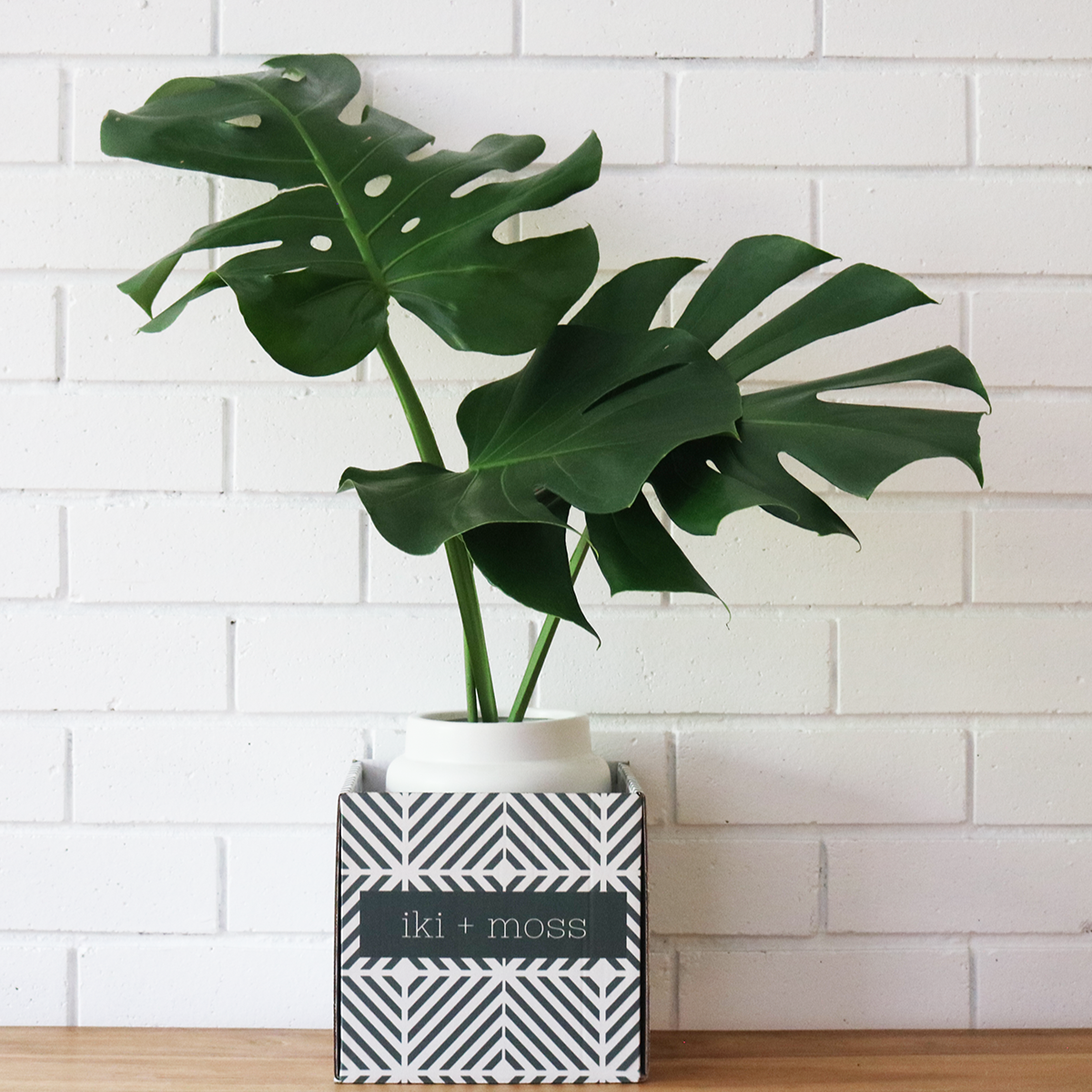 Monstera+in+Oversized+Modern+Vase+Verdant+Curio+Indoor+Greenery_good_verdant_7869.png
