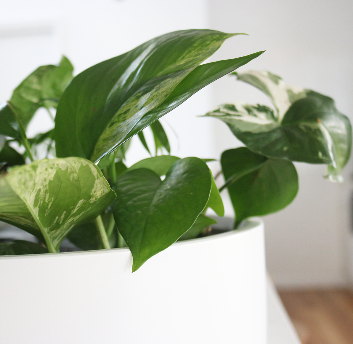 large jungle close.png