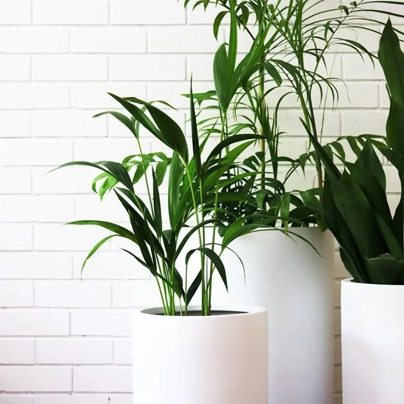 Tall Indoor Pot & Plant Collection (set of 3 Pots + 3 Plants)