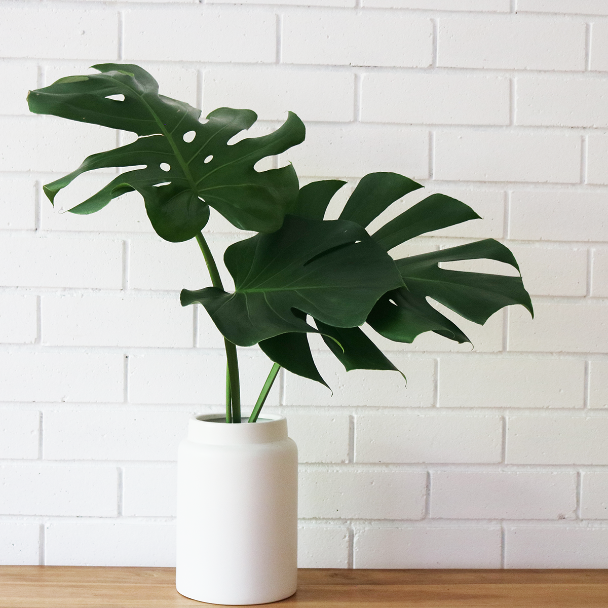 Monstera+in+Oversized+Modern+Vase+Verdant+Curio+Indoor+Greenery_good_verdant_7890.png