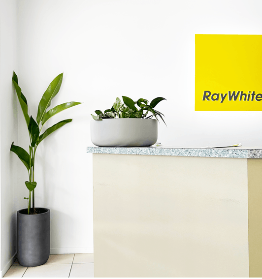 An office reception area with a tall potted plant in a gray container next to a white counter, a gray rectangular planter with green plants on the counter, and a yellow sign with the Ray White logo on the white wall behind.