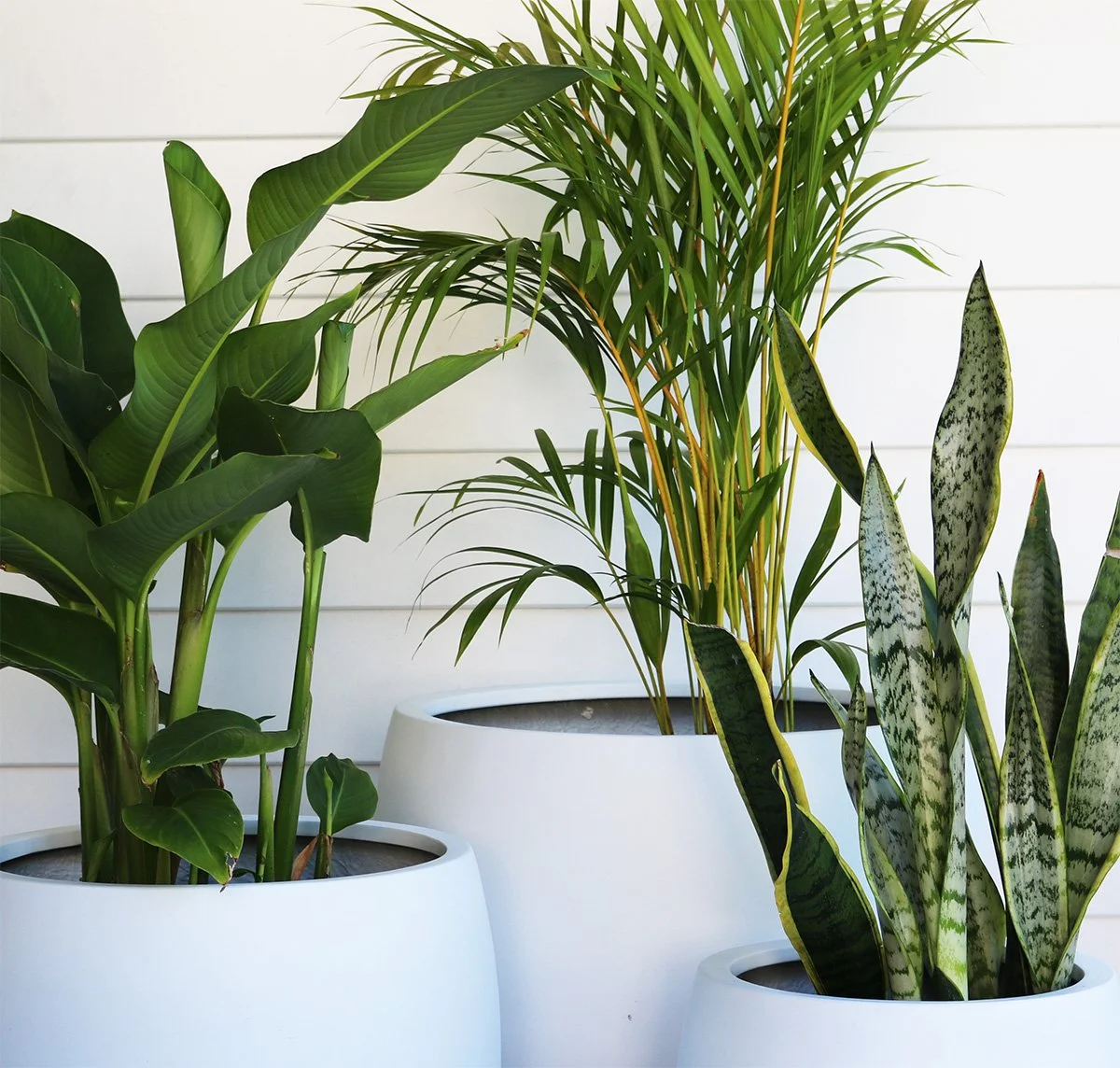 Curve Outdoor Pot & Plant Collection (set of 3 Pots + 3 Plants)