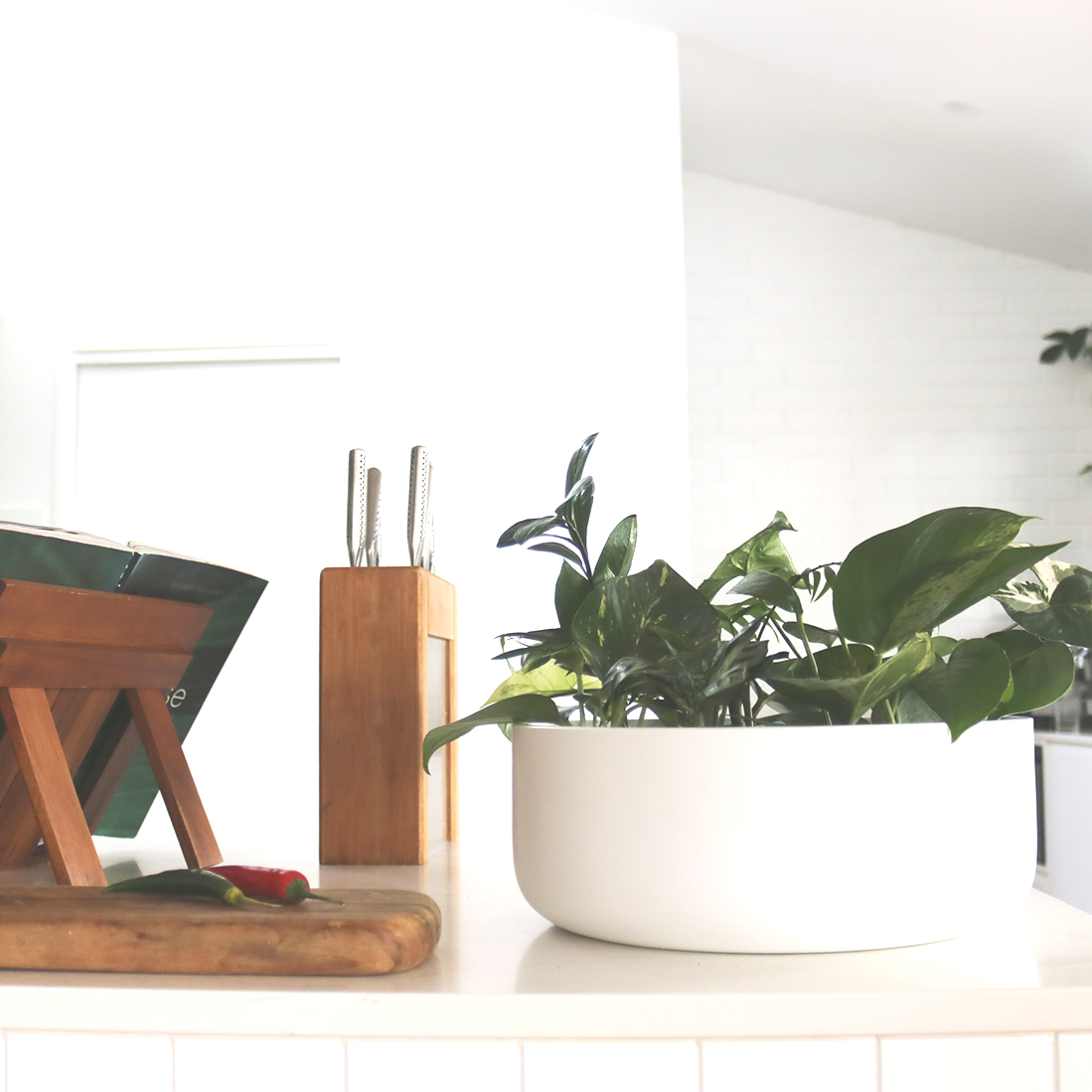 Large Island Jungle Curation – Statement, Sculptural Tropical Greenery