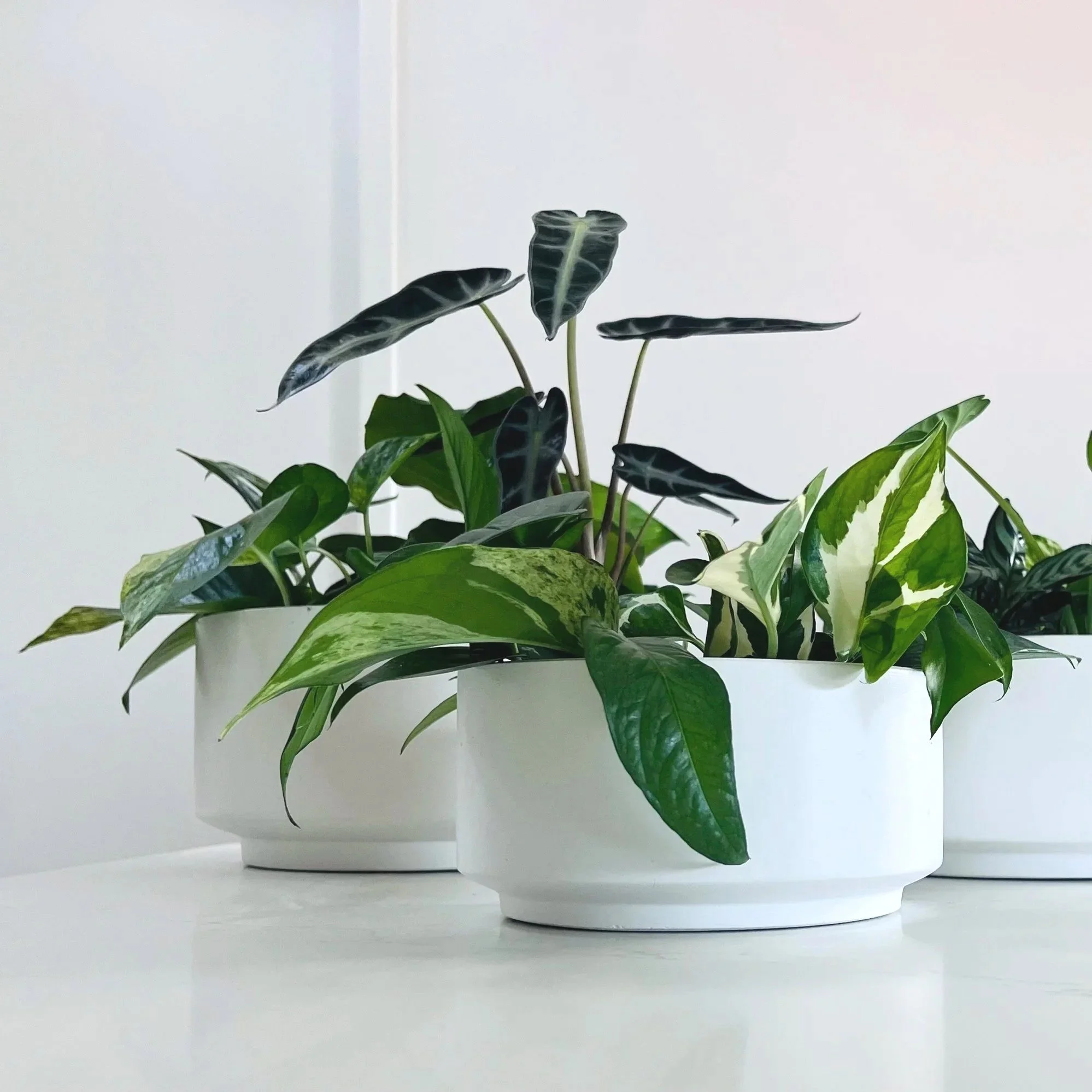 good_bundle%2Bverdant%2Bcurio.jpg (Copy)