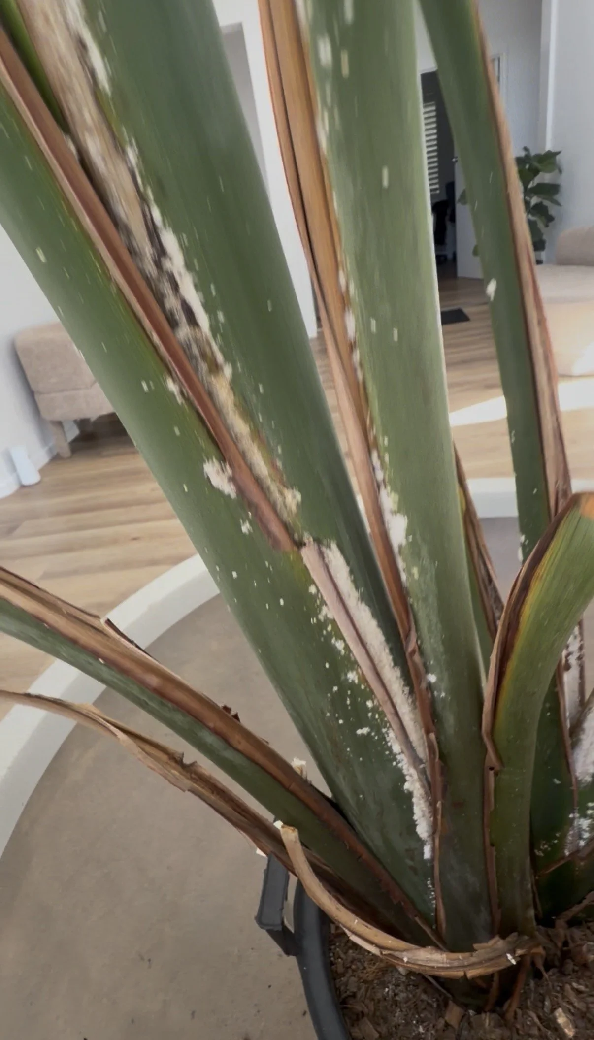 Image of mealybug infestation