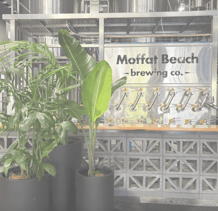 Moffat beach brewing co trio of plants with in the brewery