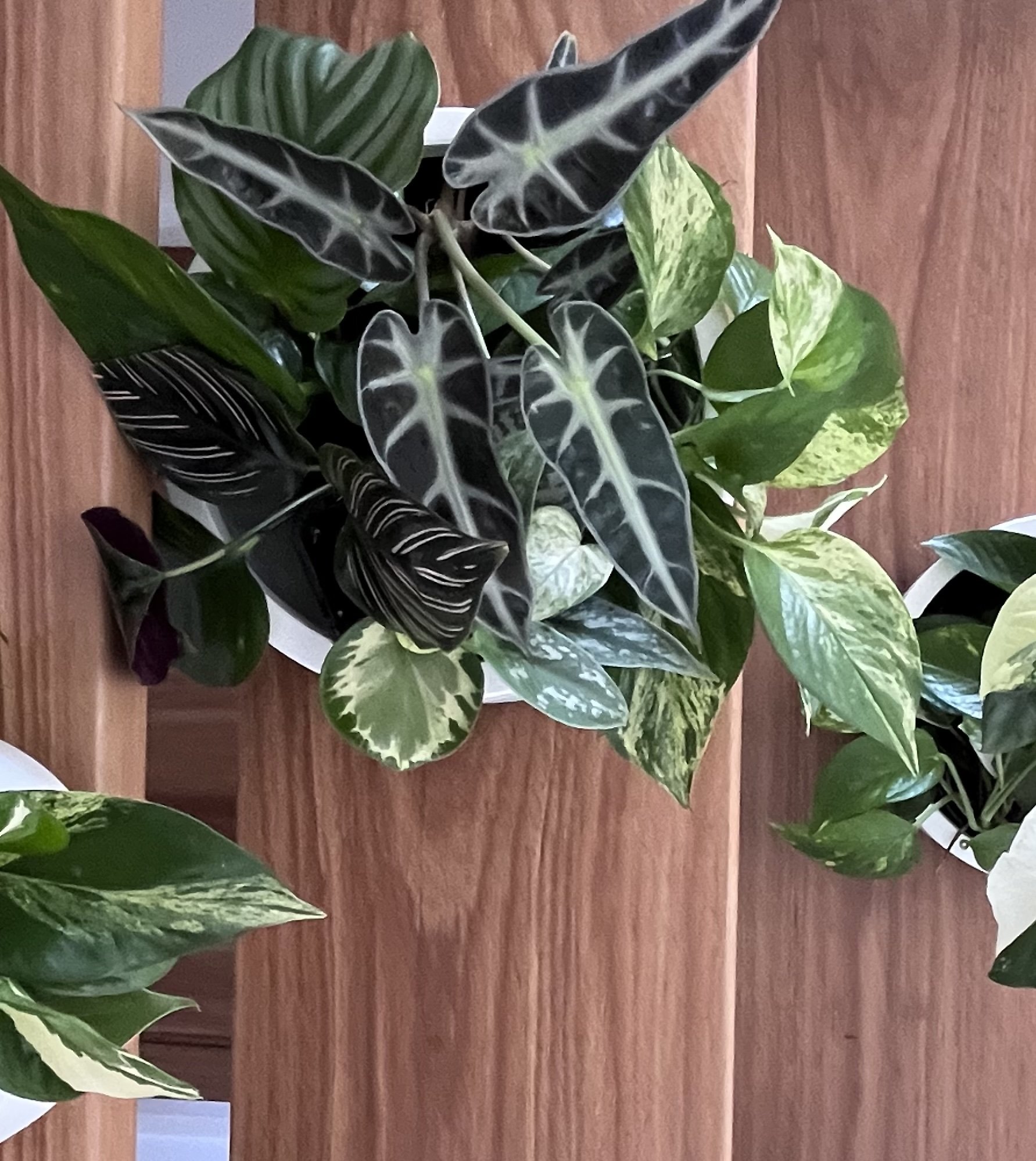 island jungles_2633 2.jpeg