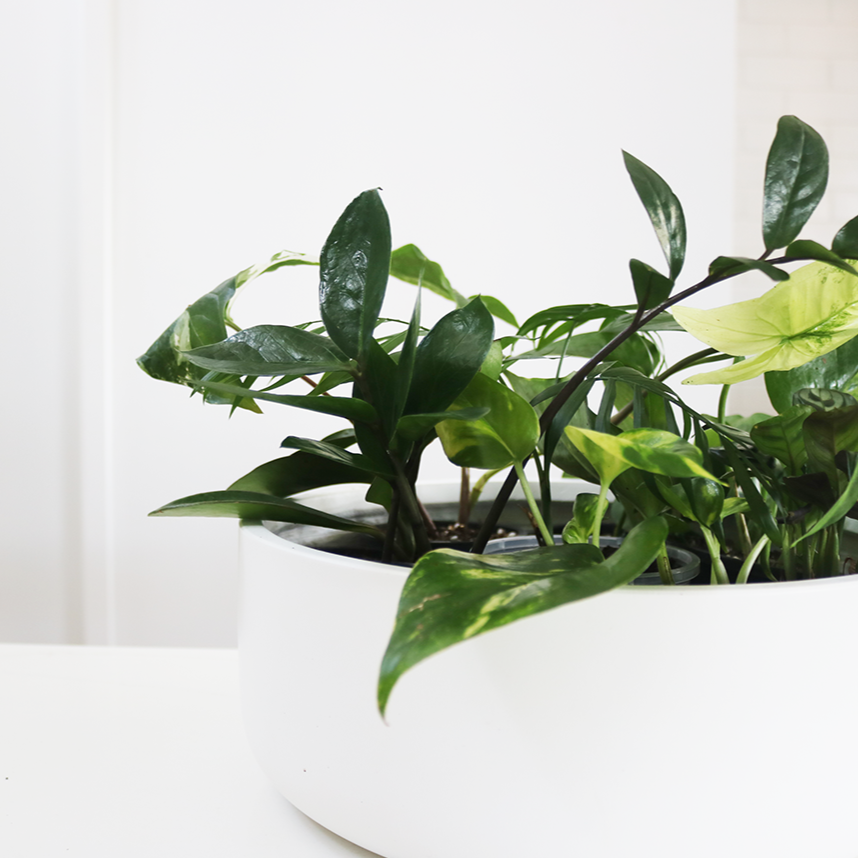 XL Island Jungle Curation – Feature Statement, Sculptural Tropical Greenery